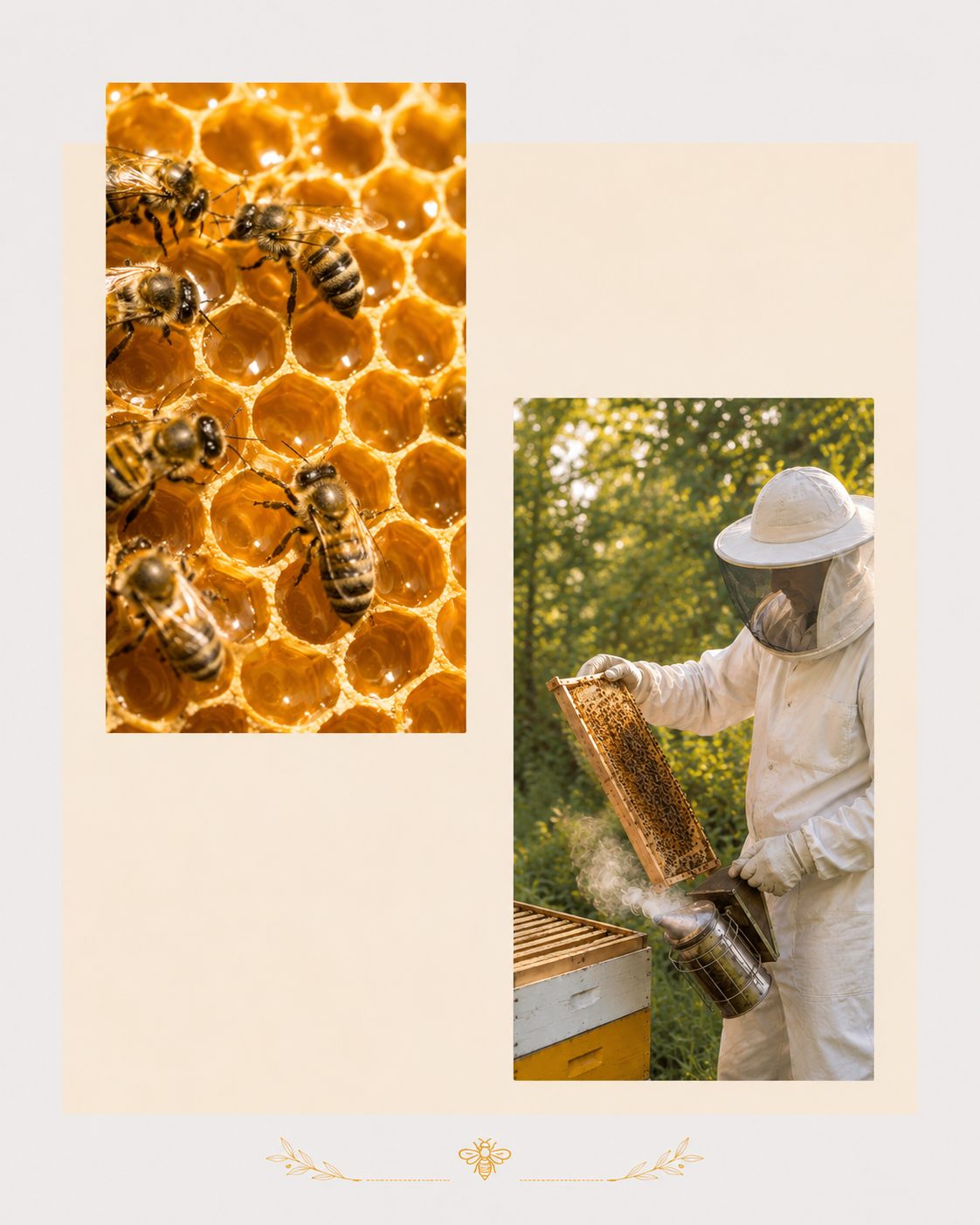 Why choose Divy Bee Shop